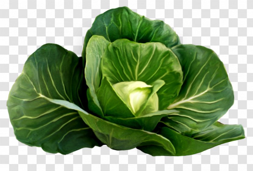 Cabbage Stew Food Red - Choy Sum - Picture Clipart Transparent PNG