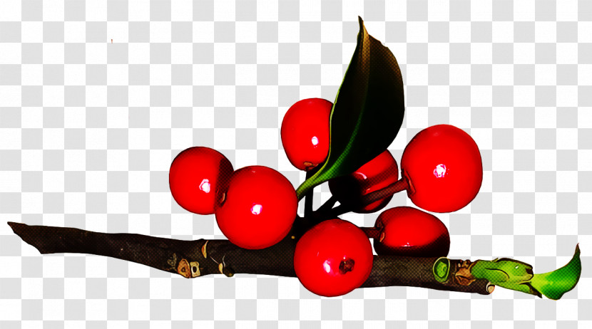 Christmas Holly Ilex Holly Transparent PNG