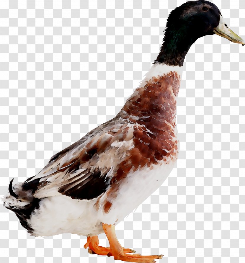 Mallard Goose Duck Fauna Feather - Bird Transparent PNG