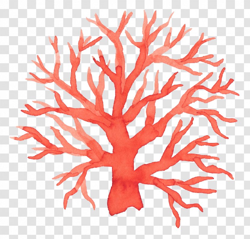 Sea Marine Biology - Tree Transparent PNG