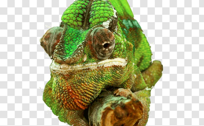 Chameleons Reptile 4K Resolution Desktop Wallpaper 5K - 8k - Lizard Transparent PNG