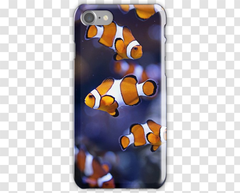 Mobile Phone Accessories Phones IPhone Font - Orange - Clownfish Transparent PNG