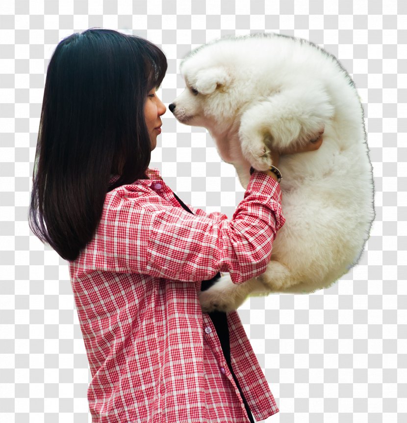Samoyed Dog Dogu2013cat Relationship Puppy - Heart - Woman Playing With A Transparent PNG