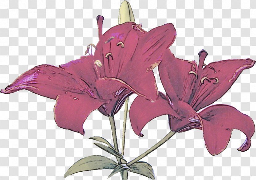Flower Lily Plant Pink Purple - Petal Violet Transparent PNG