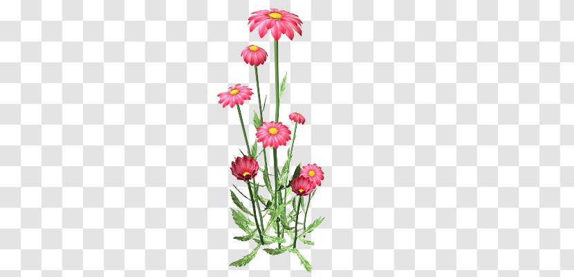 Chrysanthemum Drawing Animaatio - Plant Stem Transparent PNG