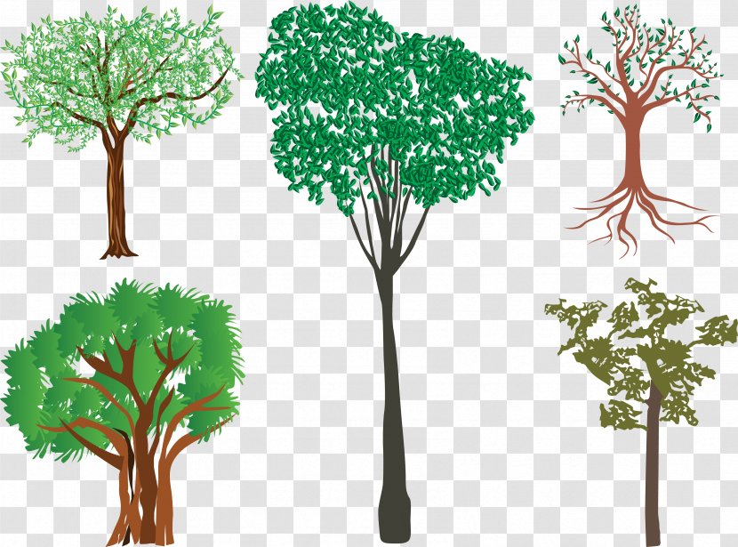 Illustration Branch Vector Graphics Tree - Houseplant Transparent PNG