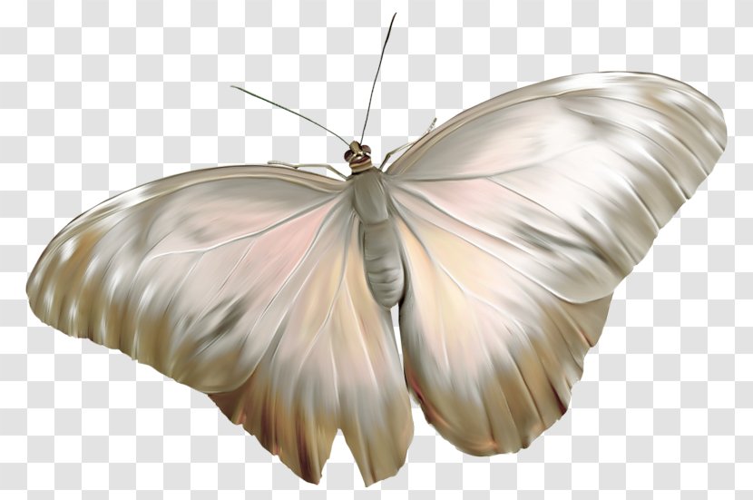 Butterfly Digital Image Insect - Moths And Butterflies Transparent PNG