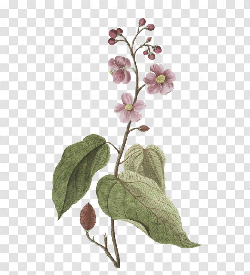 Plant Stem Flower Leaf Twig Lilac Transparent PNG