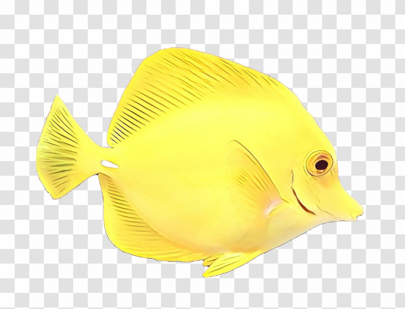 Fish Fish Pomacanthidae Yellow Butterflyfish Transparent PNG
