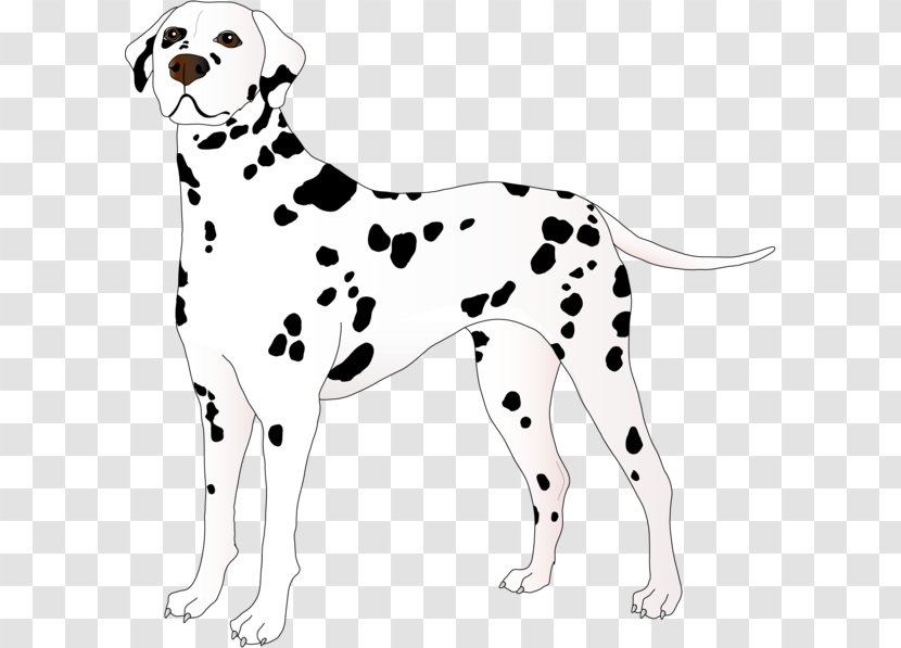 Dalmatian Dog Puppy Breed Companion Clip Art - Nonsporting Group Transparent PNG