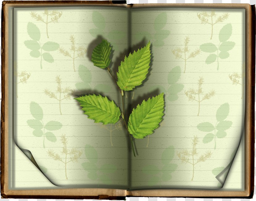 Leaf Book Download - Gratis - Leaves Transparent PNG
