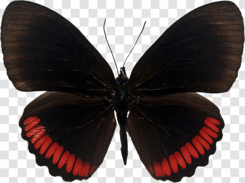 Butterfly Insect Red Greta Oto Stock Photography - Callalily Transparent PNG