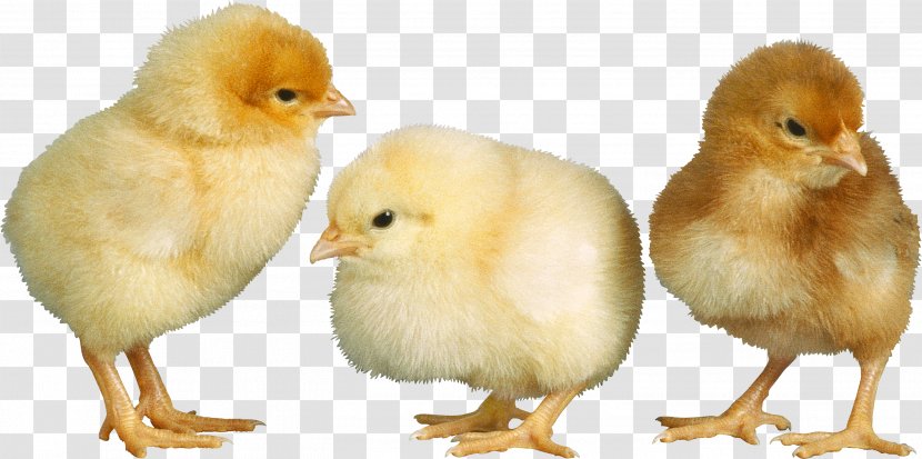 American Pekin Duck Chicken Bird Broiler - Rooster Transparent PNG