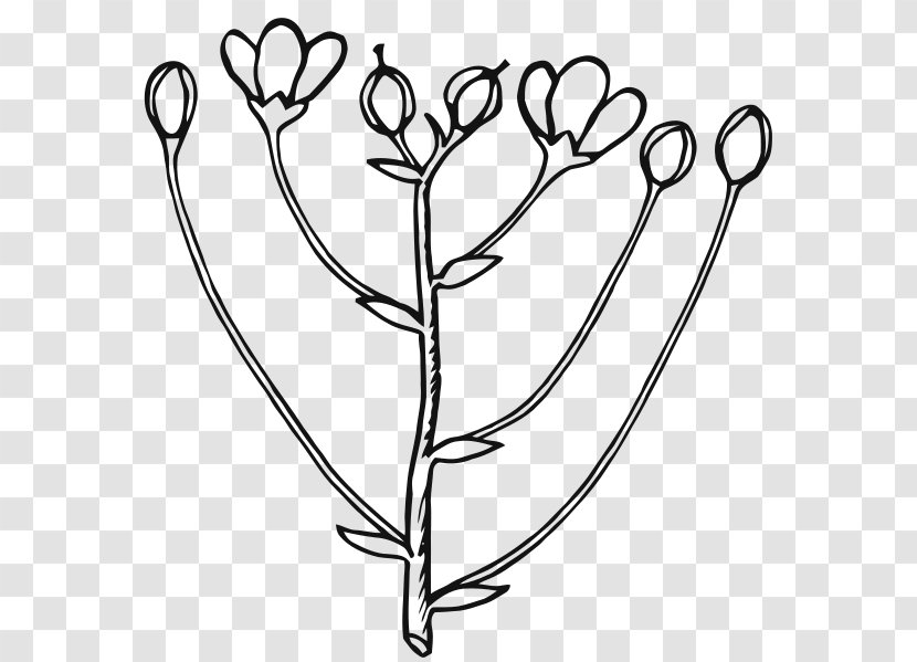 Clip Art Bud Flower Openclipart Free Content - Cartoon - Inflorescence Transparent PNG