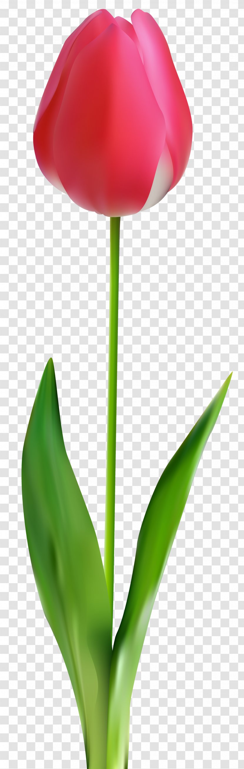 Cut Flowers Bud Leaf - Flowering Plant - Tulips Transparent PNG