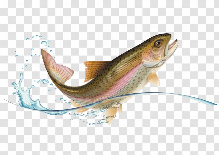 Rainbow Trout Stock Photography - Royaltyfree - Fish Transparent PNG