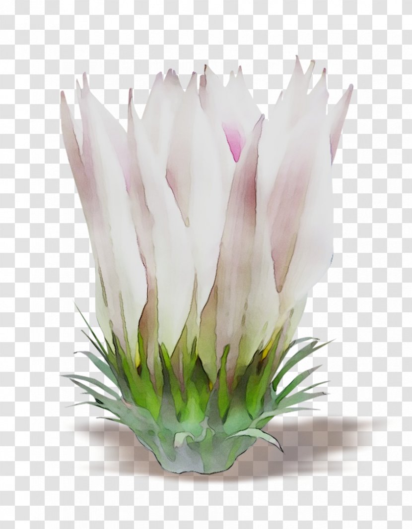 Cut Flowers Pink M Flowering Plant Herbaceous - Plants Transparent PNG