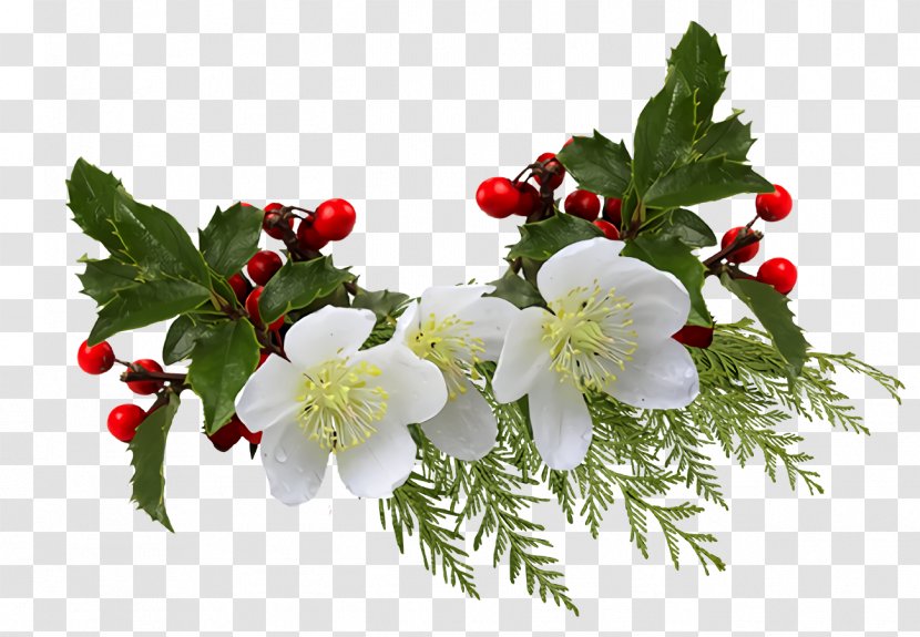 Christmas Holly Ilex - Blossom Rosa Omeiensis Transparent PNG