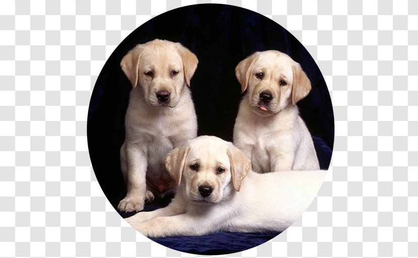 Labrador Retriever Golden Puppy Kitten - Mammal Transparent PNG