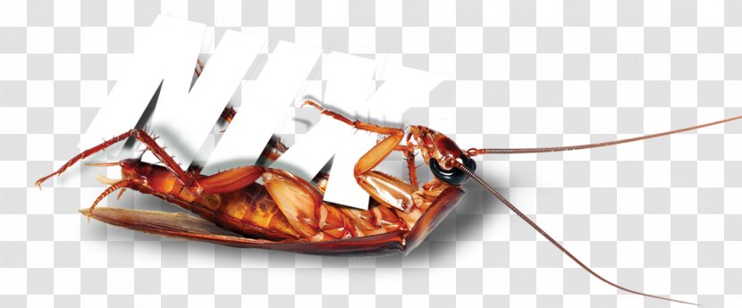 Insect Cockroach Pest Invertebrate Arthropod Transparent PNG