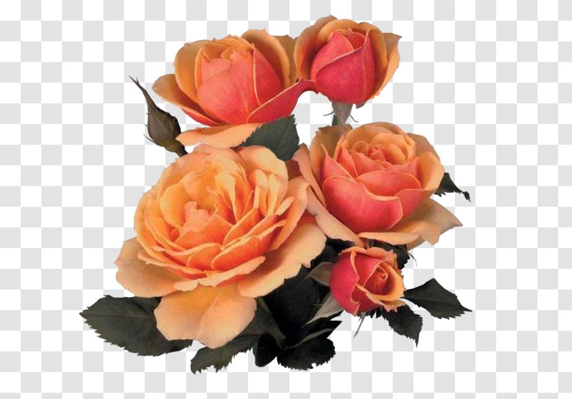 Flower Bouquet Garden Roses Image - Orange Transparent PNG
