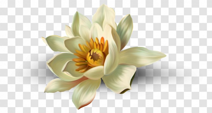 Nelumbo Nucifera Flower Clip Art - Flowering Plant - Elements Transparent PNG