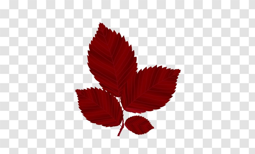 Autumn Leaves Red Maple Leaf - Vector Transparent PNG