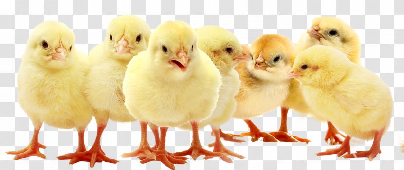 Chicken ADA FARM AGRI VENTURES Broiler Forest Agri Services - Ada Farm Ventures - Graphic Design Ideas Packages Transparent PNG