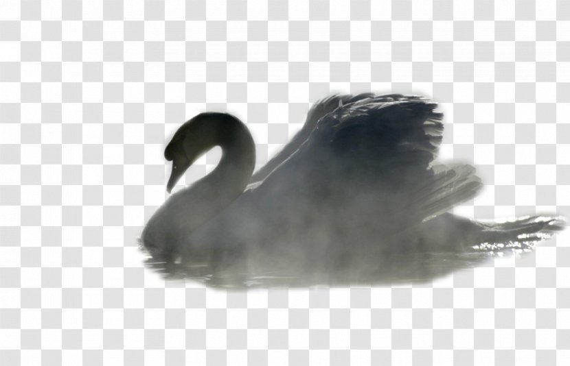 Cygnini Beak Feather - Swan - Charles Lutwidge Dodgson Transparent PNG