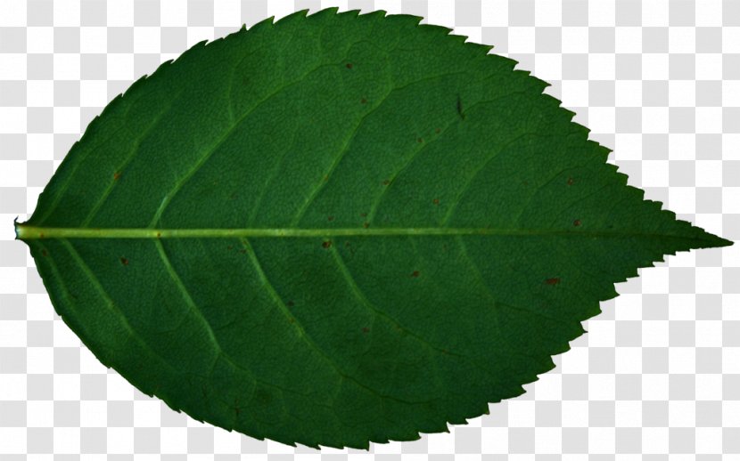 Leaf Rose Plant Stock Photography Transparent PNG