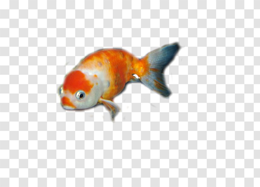 Goldfish Bony Fishes Feeder Fish Fauna Transparent PNG