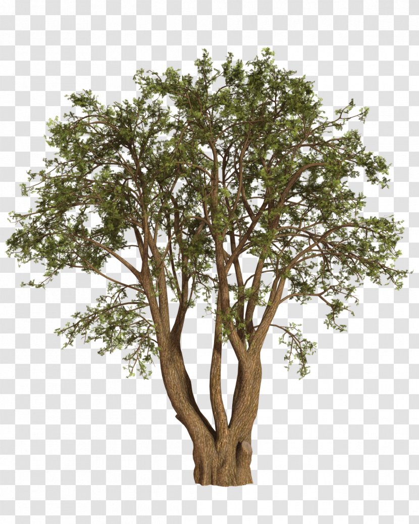 Tree Shrub Oak Willow Transparent PNG