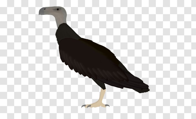 Vulture Seabird Beak Water Bird - Argentavis Magnificens Transparent PNG