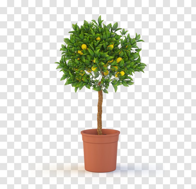 Tree Topiary Weeping Fig Container Garden Shrub - Trees - Lemon Transparent PNG
