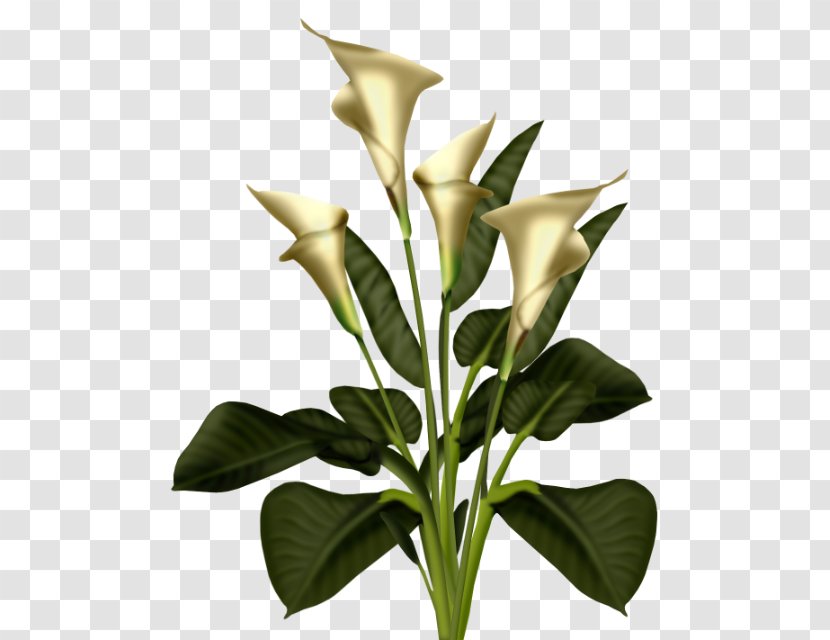 Arum-lily Clip Art - Leaf - Alismatales Transparent PNG