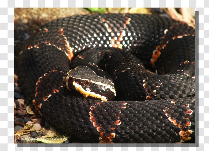 Kingsnakes Rattlesnake Vipers Hognose Snake - Colubridae - Scaled Reptile Transparent PNG