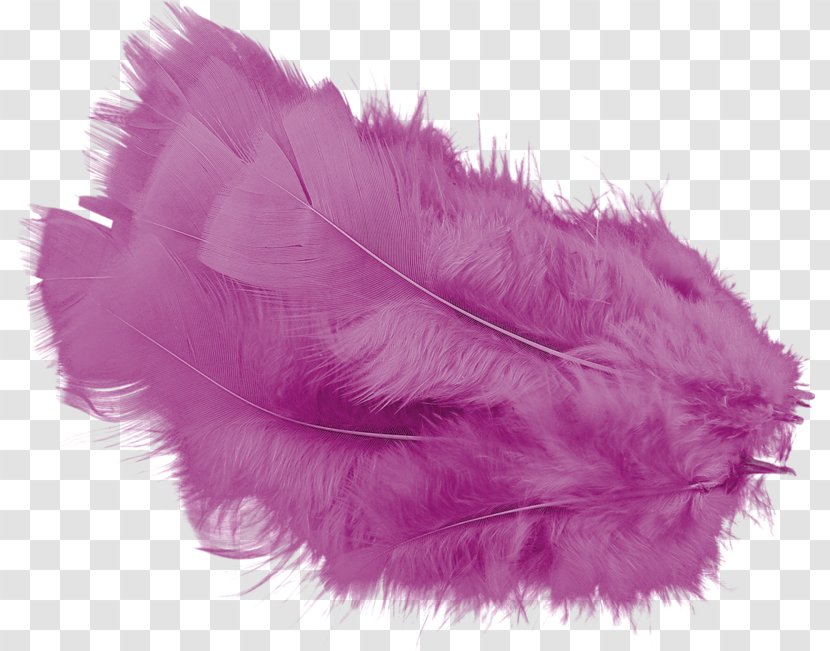 Feather Email Photography Clip Art Transparent PNG