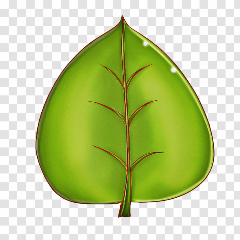 Leaf Green Plant Tree Transparent PNG