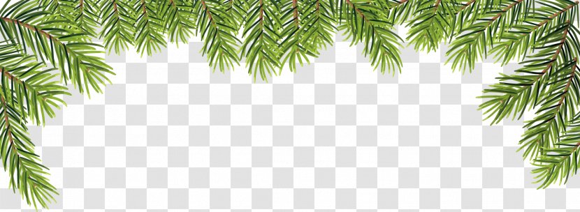 Vector Leaves - Fir - Arecales Transparent PNG