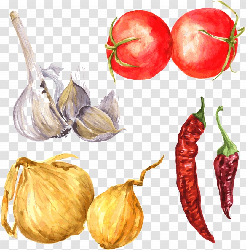 Drawing Spice Garlic Illustration - Still Life Photography - Hand-painted Vegetable Transparent PNG