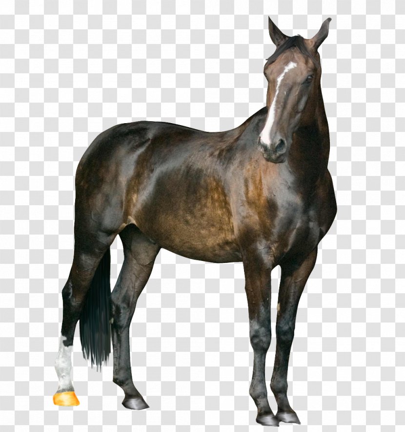 Howrse Standing Horse - Mustang Transparent PNG