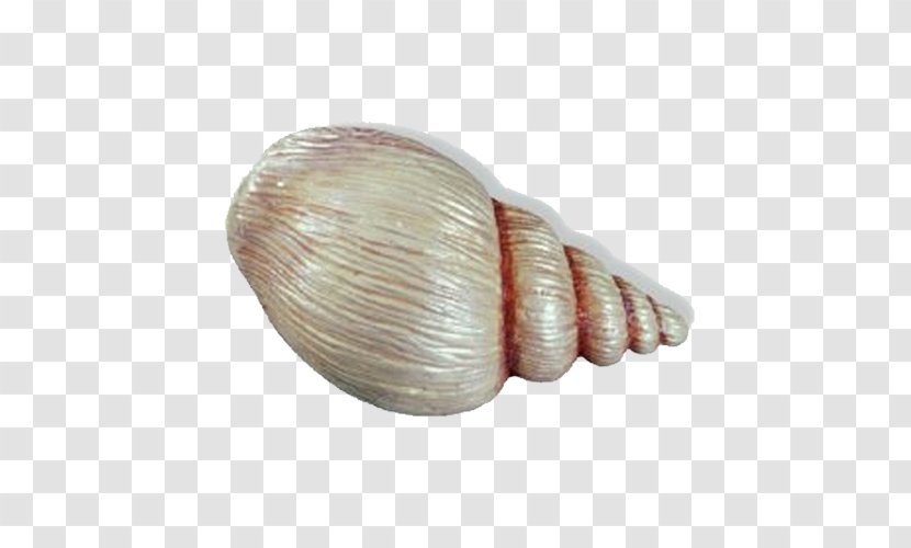 Cockle Veneroida Seashell Door Handle Child - Clam - Shell Transparent PNG