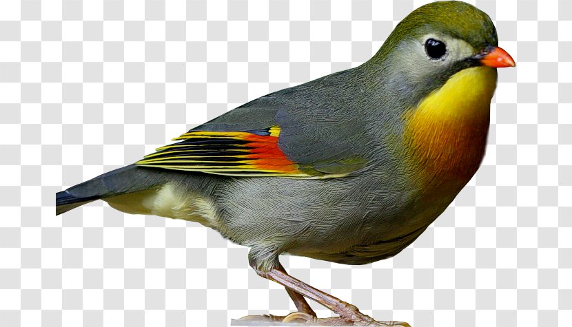 Common Nightingale European Robin Bird Finch Vertebrate Transparent PNG