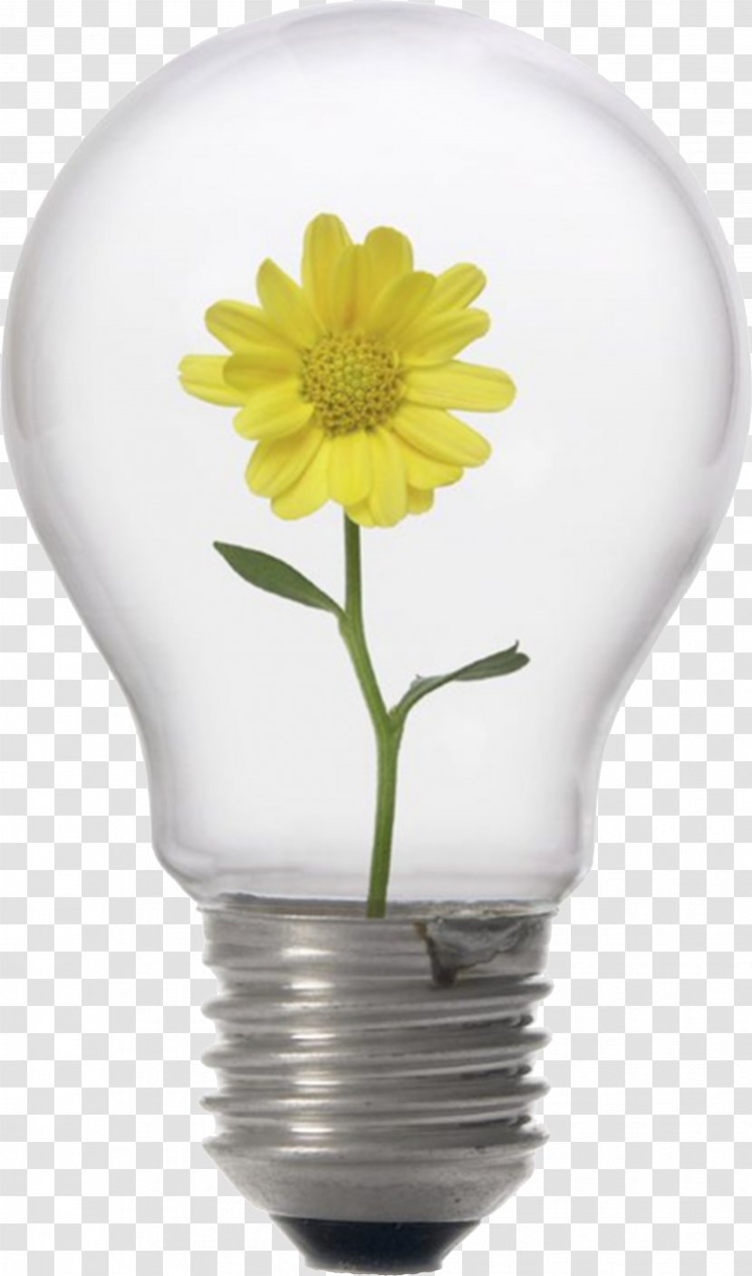 Social Media Corporate Responsibility Corporation Business - Flowering Plant Transparent PNG