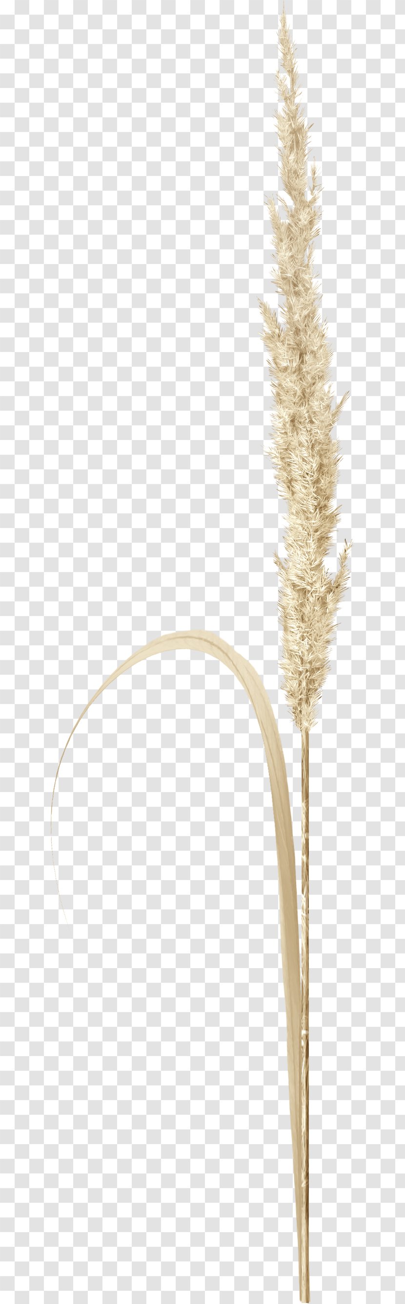 Grasses Twig Plant Stem Commodity Family - Grass - Brown Transparent PNG