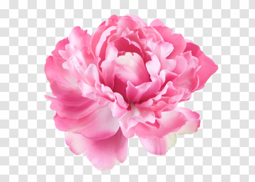 Peony Pink Flowers Kulvase Paeonia Lactiflora - Rose Family - Peonies Transparent PNG