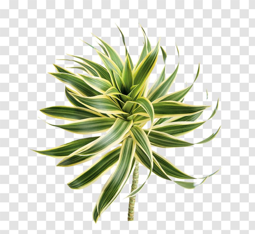 Follaje Plant Stem Flower Song Dracaena Reflexa - Ruscus Transparent PNG