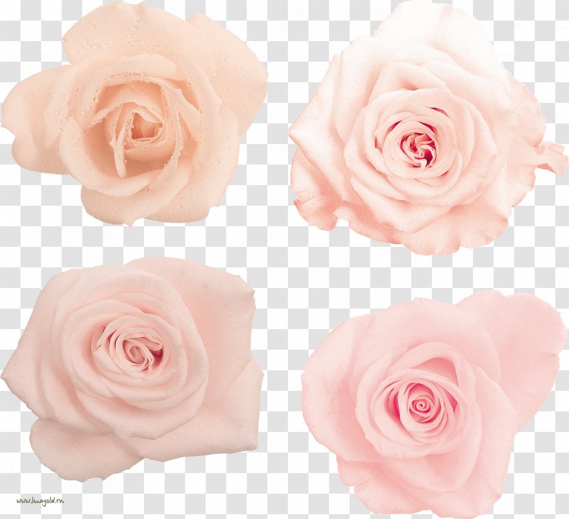 Garden Roses Centifolia Floribunda Flower Bouquet - Rose Transparent PNG