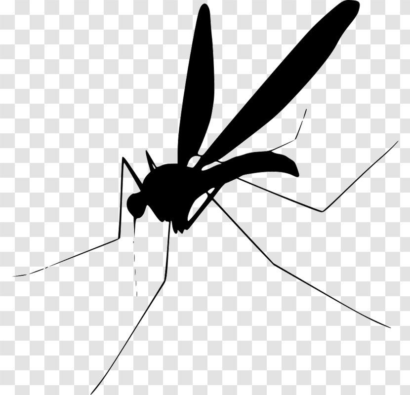Mosquito Clip Art - Black And White Transparent PNG
