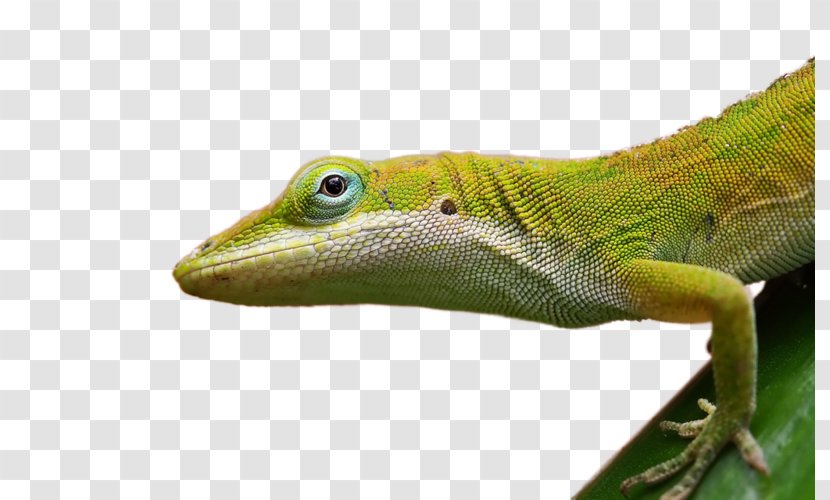 Frilled-neck Lizard Reptile Desktop Wallpaper Cat - Scaled Transparent PNG